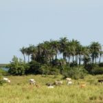 Karone Boune Casamance Senegal