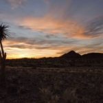 kokerboom Augrabies Zuid Afrika
