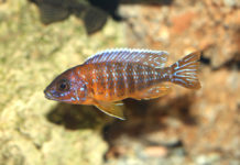 Zwemmen met Cichliden in het Malawimeer Cychliden Lake Malawi