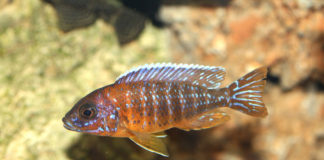 Zwemmen met Cichliden in het Malawimeer Cychliden Lake Malawi