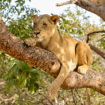 Leeuw in Fathala Senegal