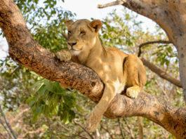 Wandelen met leeuwen in Fathala Leeuw in Fathala Senegal