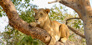 Wandelen met leeuwen in Fathala Leeuw in Fathala Senegal