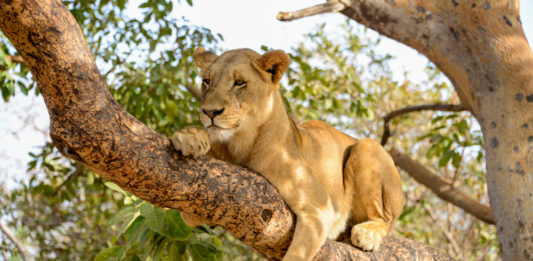 Wandelen met leeuwen in Fathala Leeuw in Fathala Senegal