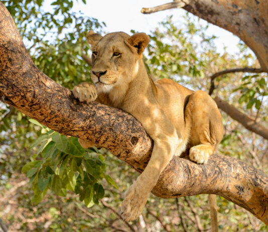 Wandelen met leeuwen in Fathala Leeuw in Fathala Senegal