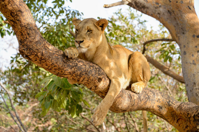 Leeuw in Fathala Senegal