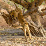 Leeuw in Fathala Senegal