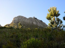 Beklim Lion’s Head Rock in Kaapstad Lion's Head Rock Kaapstad