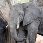 Mana Pools Zimbabwe