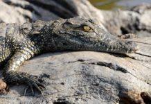 Ontdek Mana Pools en spot lopend de Big Five Mana Pools Zimbabwe