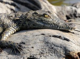 Ontdek Mana Pools en spot lopend de Big Five Mana Pools Zimbabwe