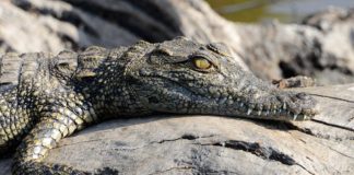 Ontdek Mana Pools en spot lopend de Big Five Mana Pools Zimbabwe