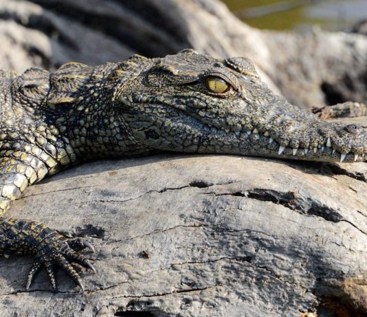 Ontdek Mana Pools en spot lopend de Big Five Mana Pools Zimbabwe