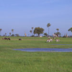 Nationaal Park Hwange Zimbabwe