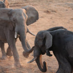 Nationaal Park Hwange Zimbabwe