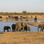 Nationaal Park Hwange Zimbabwe