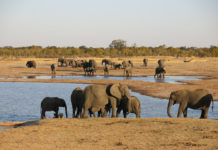 Nationaal Park Hwange Nationaal Park Hwange Zimbabwe