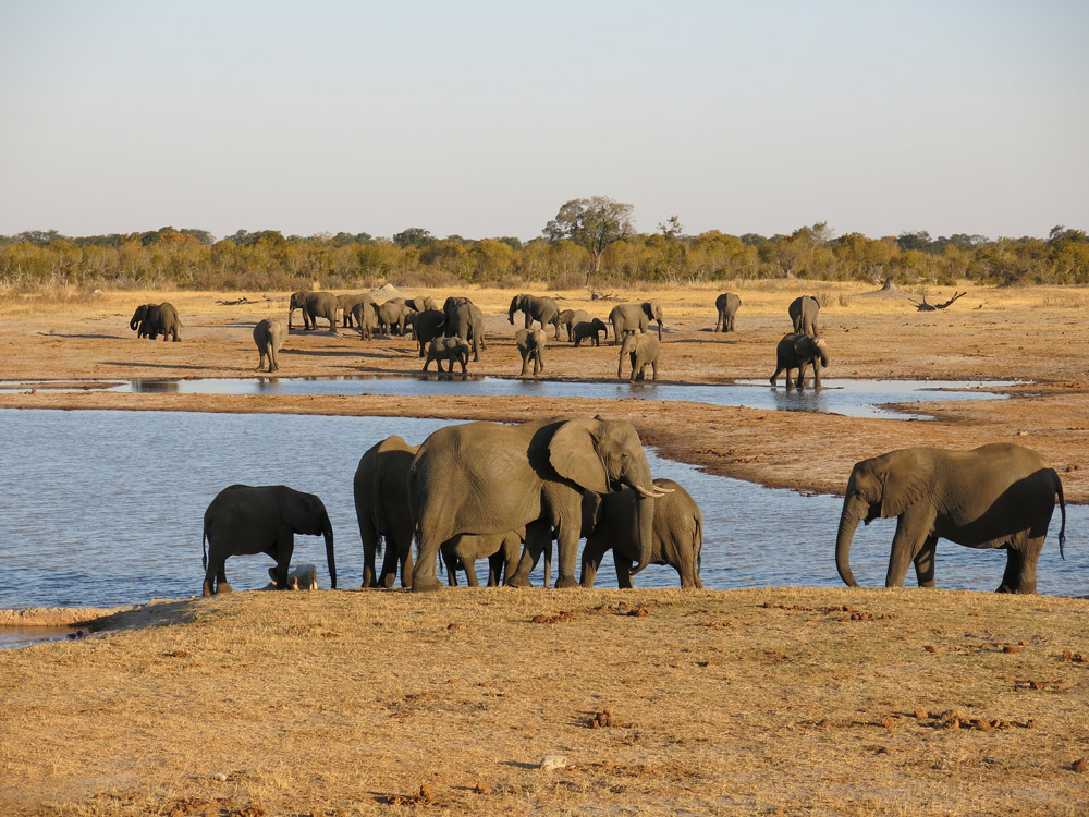 Nationaal Park Hwange Zimbabwe