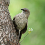 Nationaal Park Hwange Zimbabwe