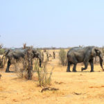 Nationaal Park Hwange Zimbabwe