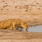 Nationaal Park Hwange Zimbabwe