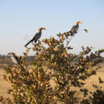 Nationaal Park Hwange Zimbabwe