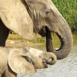 Nationaal park Addo Zuid Afrika