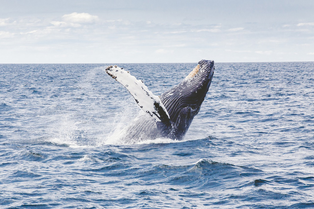 Walvis Nationaal park Addo Zuid Afrika