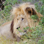 Leeuw Nationaal park Addo Zuid Afrika