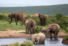 De Big Seven in Addo Elephant National Park Nationaal park Addo Zuid Afrika