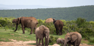 De Big Seven in Addo Elephant National Park Nationaal park Addo Zuid Afrika