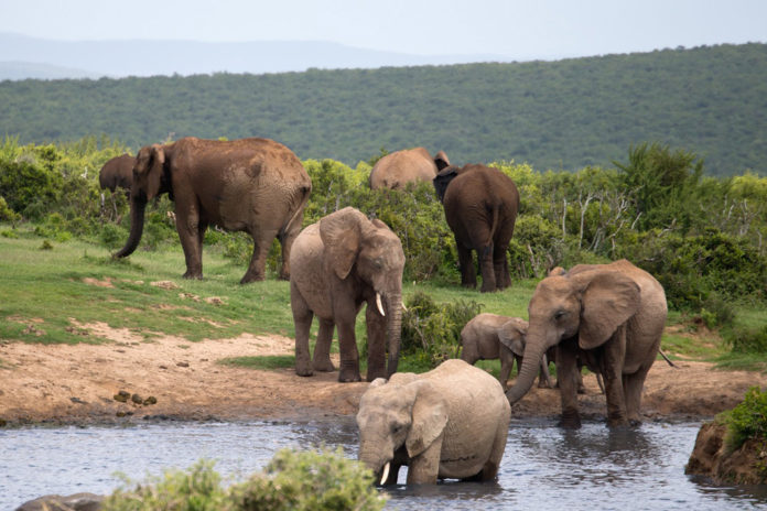 Nationaal park Addo Zuid Afrika