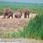 Nationaal park Addo Zuid Afrika