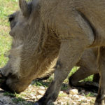 Wrattenzwijn Nationaal park Addo Zuid Afrika