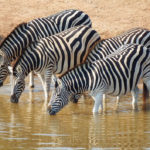 Nationaal park Addo Zuid Afrika