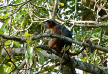 Chimpansees spotten in Nationaal park Cantanhez Nationaal park Cantanhez