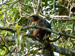 Chimpansees spotten in Nationaal park Cantanhez Nationaal park Cantanhez