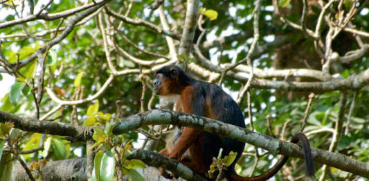 Chimpansees spotten in Nationaal park Cantanhez Nationaal park Cantanhez
