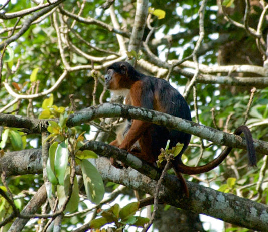 Chimpansees spotten in Nationaal park Cantanhez Nationaal park Cantanhez