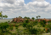 Woeste natuur van nationaal park Mapungubwe Nationaal park Mapungubwe in Zuid Afrika