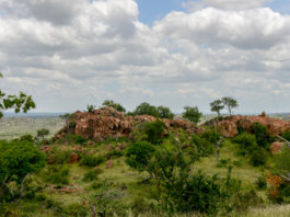 Woeste natuur van nationaal park Mapungubwe Nationaal park Mapungubwe in Zuid Afrika