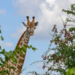Nationaal park Mapungubwe in Zuid Afrika