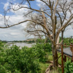 Nationaal park Mapungubwe in Zuid Afrika