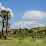 Nationaal park Mapungubwe in Zuid Afrika