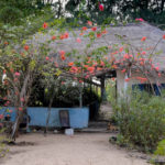 Niafrang Tilibo Horizon