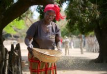 De Casamance Niafarang Senegal