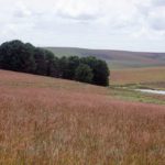 Nyika Plateau Malawi