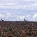 Nyika Plateau Malawi