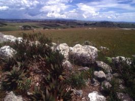 Het koele Nyika Plateau is een onontdekt juweeltje Nyika Plateau Malawi
