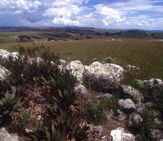 Het koele Nyika Plateau is een onontdekt juweeltje Nyika Plateau Malawi